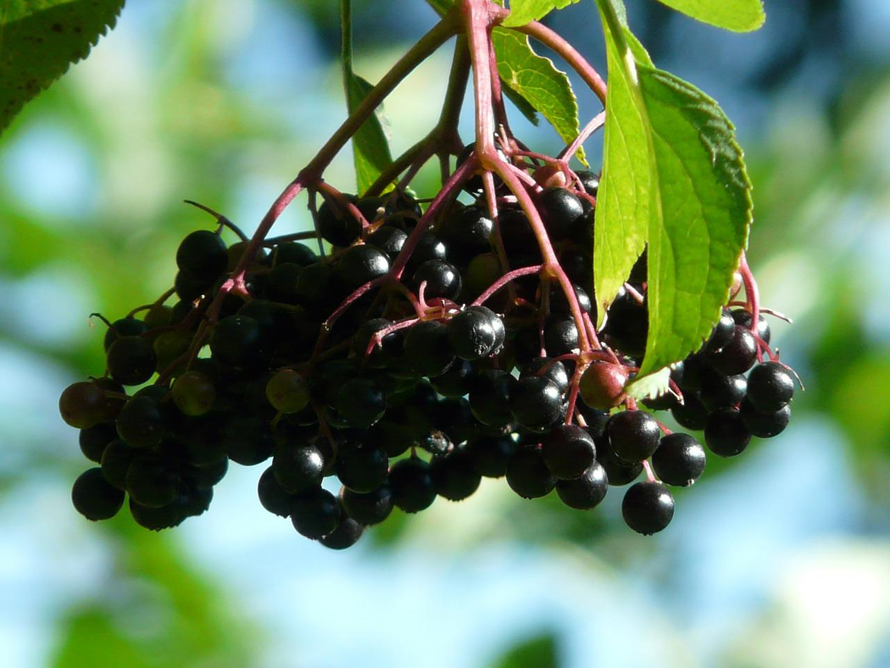 organic elderberry plant