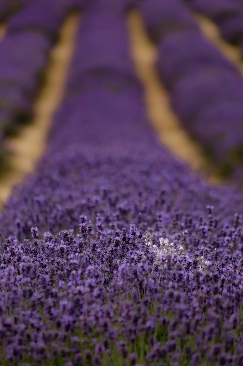 Pretty lavender field in South London