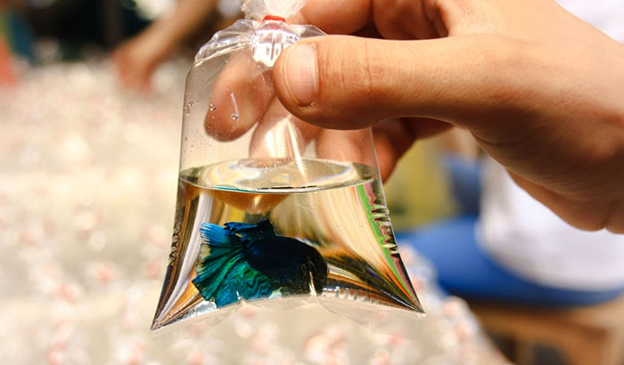 a transport of a fish in a plastic bag