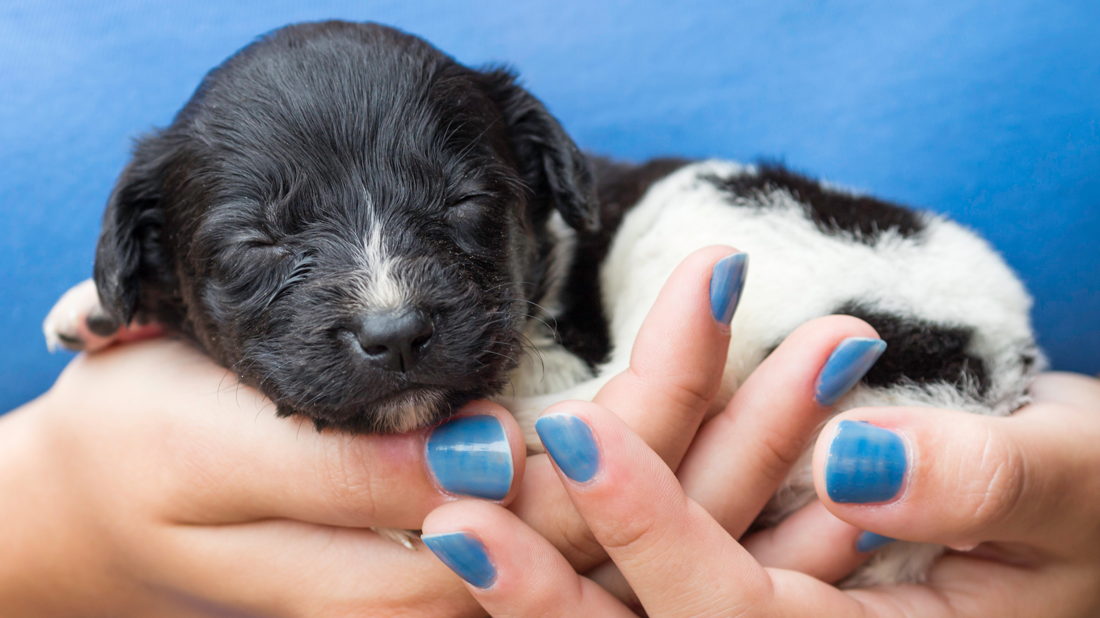 A Stabyhoun puppy being carried in a woman's arms