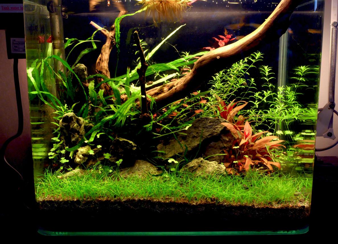 Low tech aquarium with a lush dwarf hair grass carpet