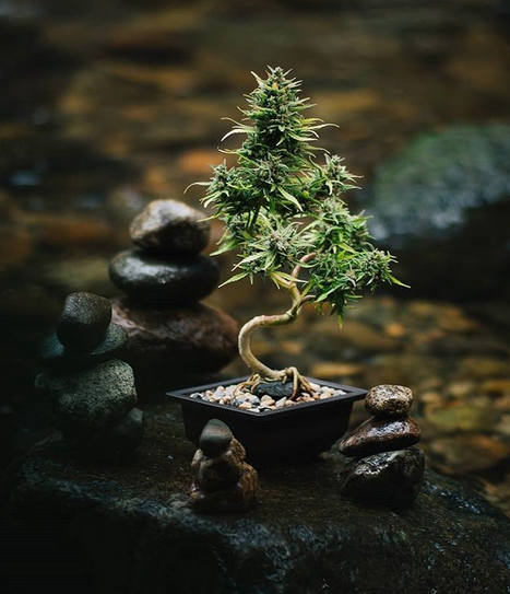 Growing Cannabis Bonsai: Myth Or Reality?