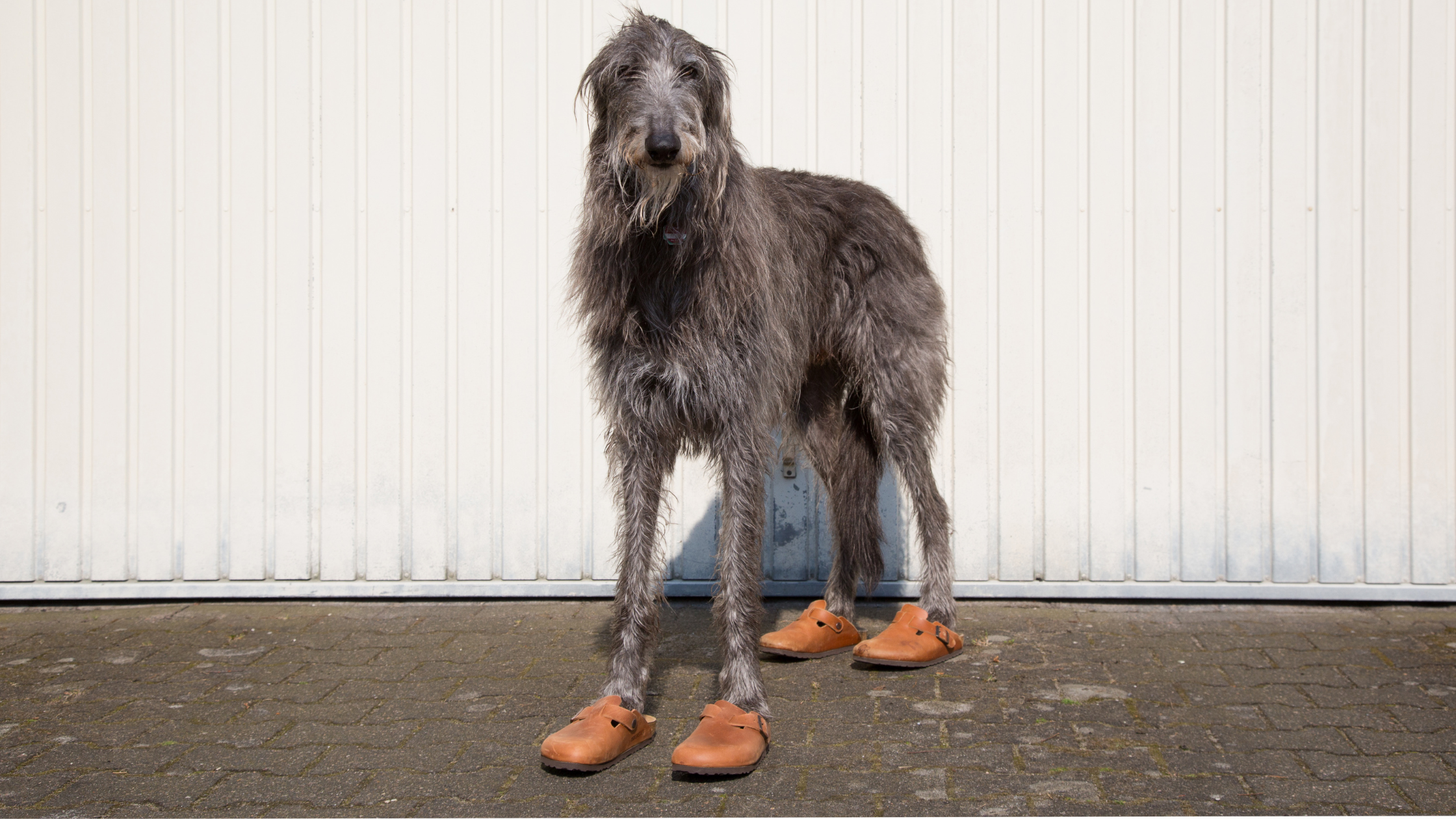 A Deerhound dog wearing shoes