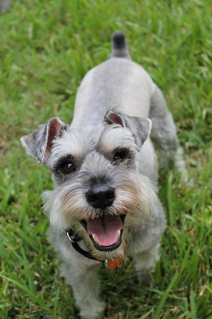 miniature schnauzer, schnauzer, animal