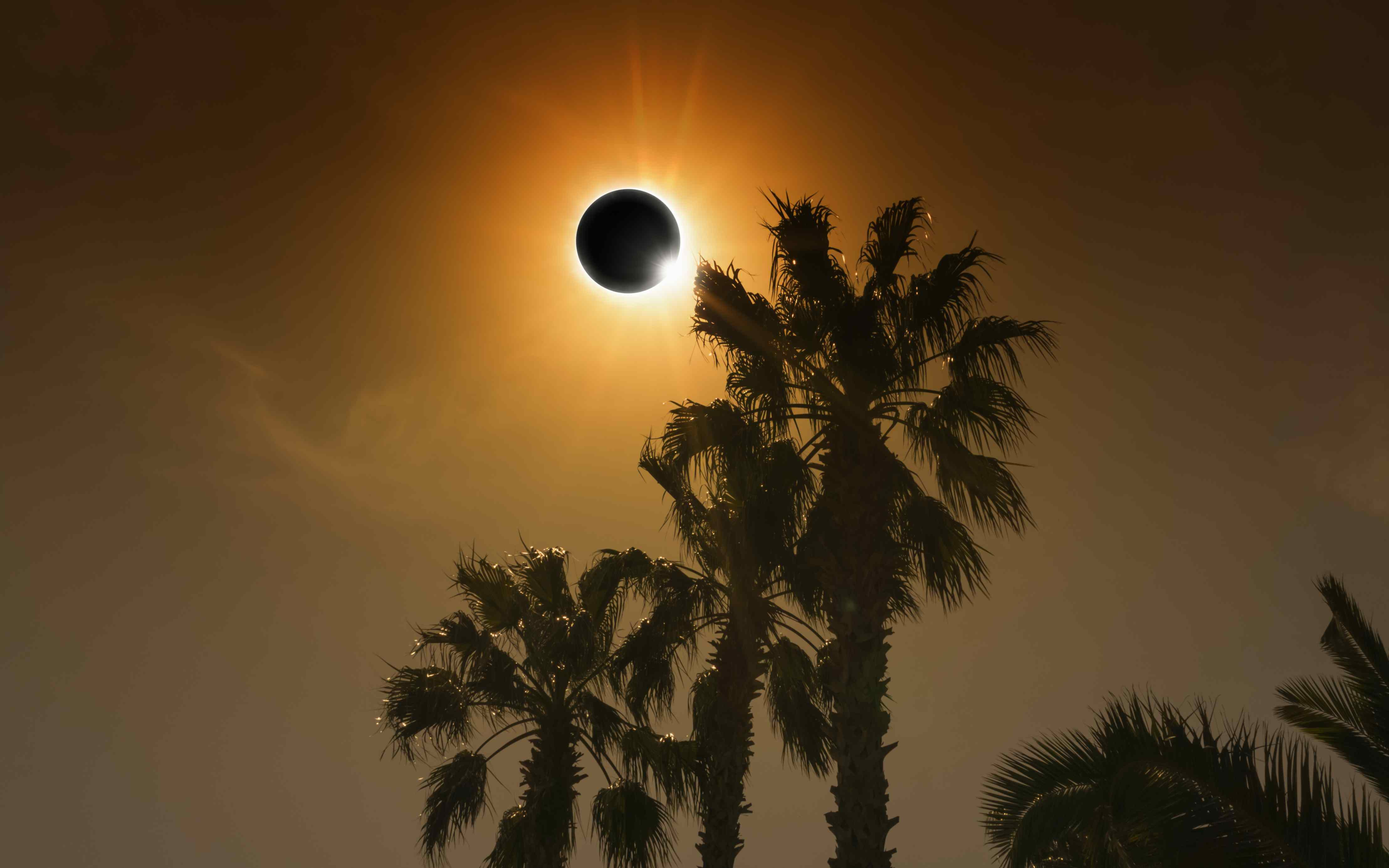 Billede af ringformet solformørkelse og palmer kan ses