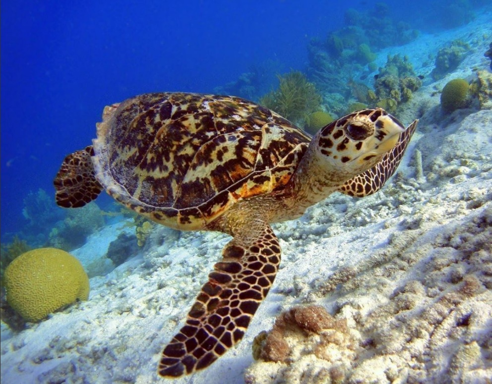 turtle swimming along the sandy ocean floor