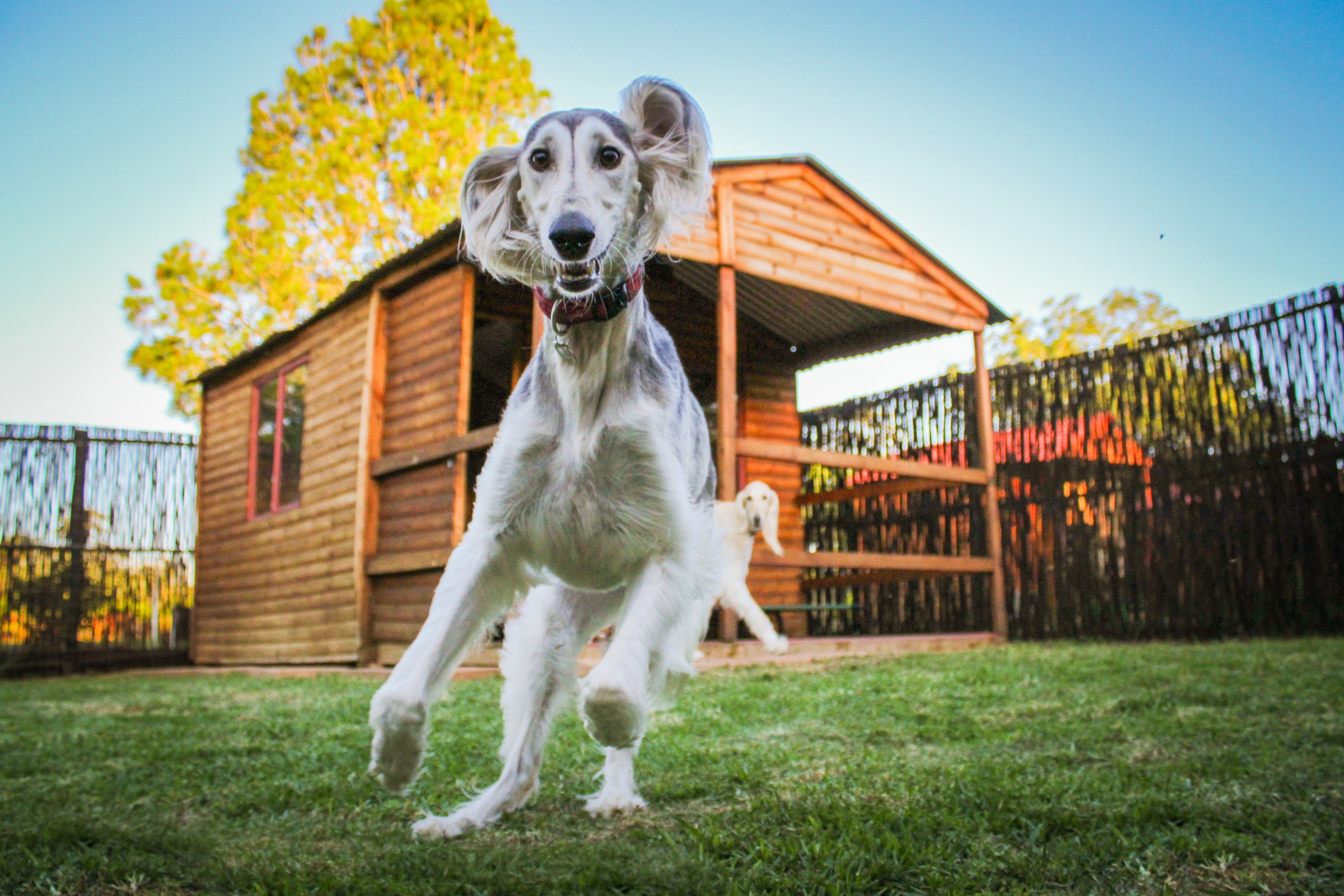 A Saluki dog being playful in a large backyard