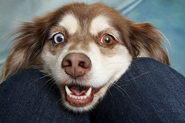 dog, pet, canine, animal, fur, nature, snout, mammal, dog portrait, animal world
