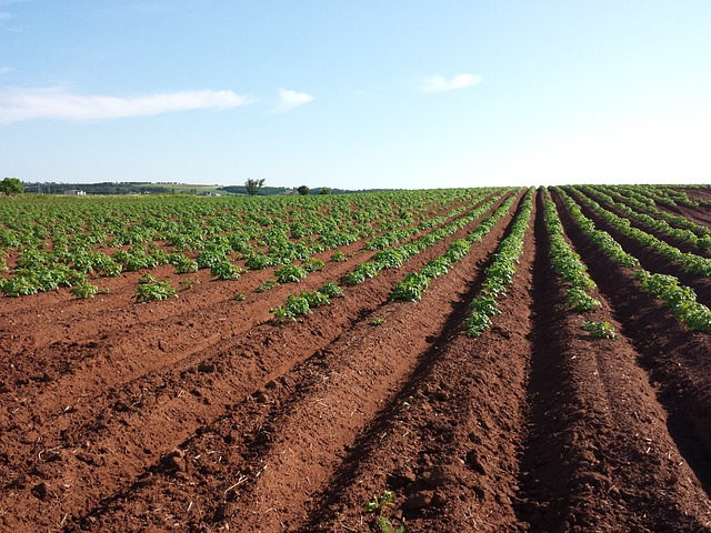potato, field, crops