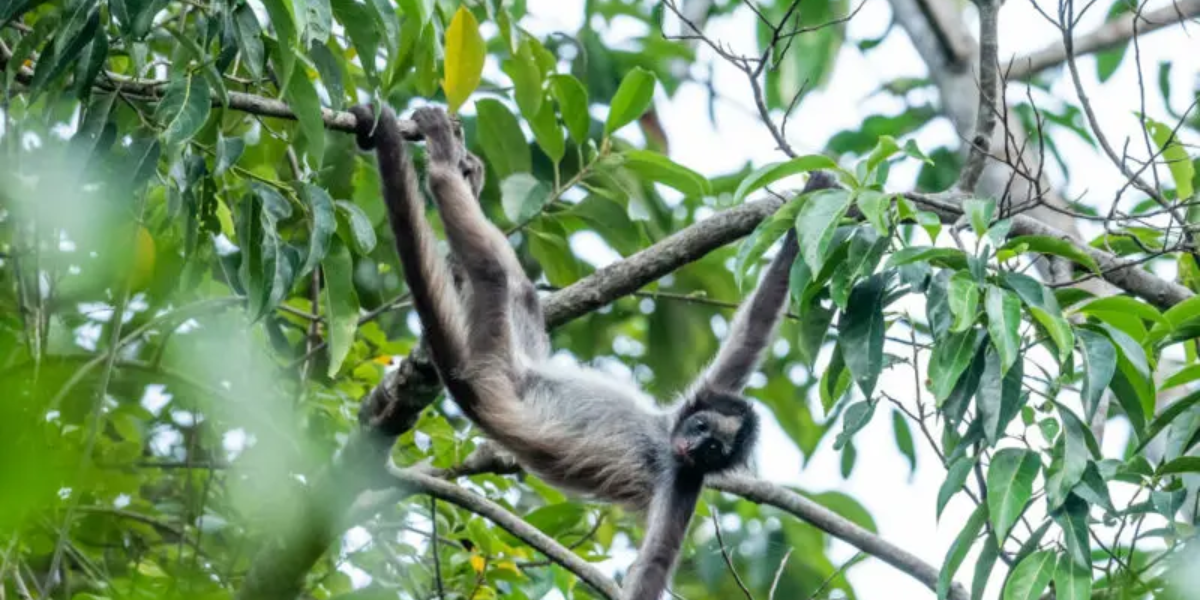 interesting animals in Venezuela