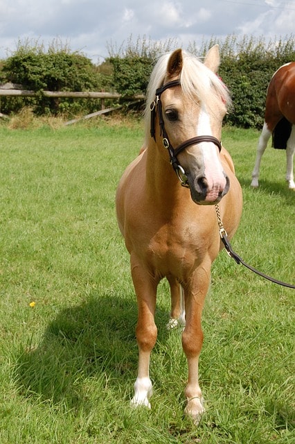 palomino, welsh, pony