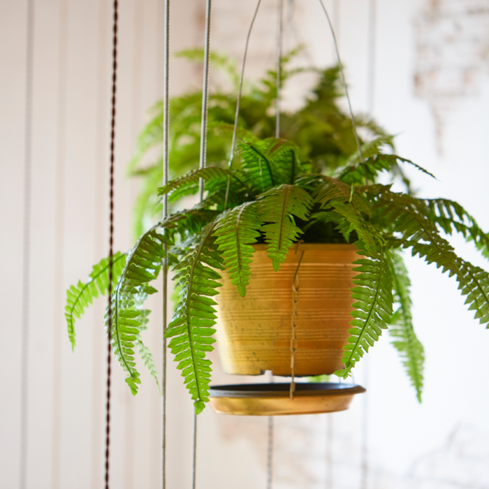 Boston fern with long, green fronds