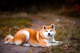 80+ Free Akita & Akita Inu Images - Pixabay