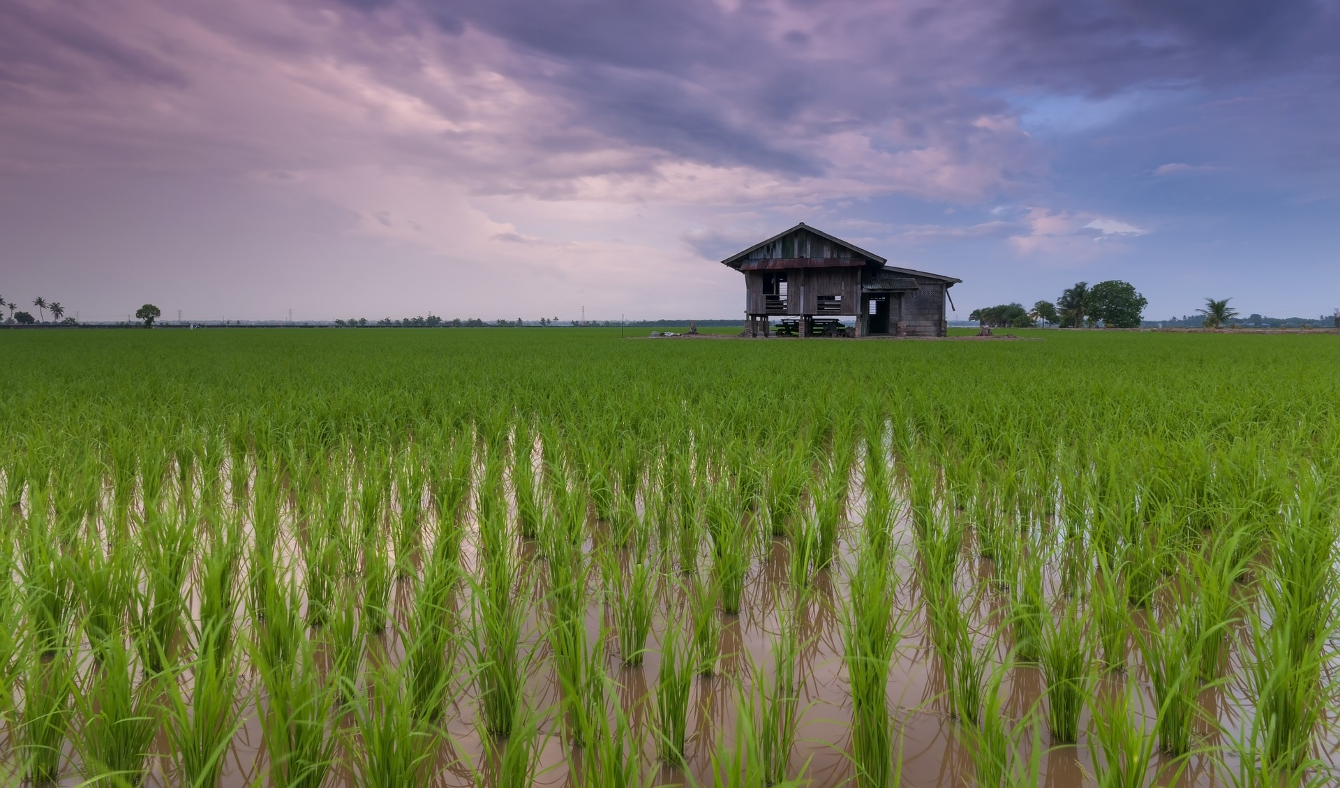 rice paddies