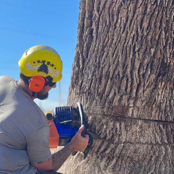 Picture of a complex tree removal process.