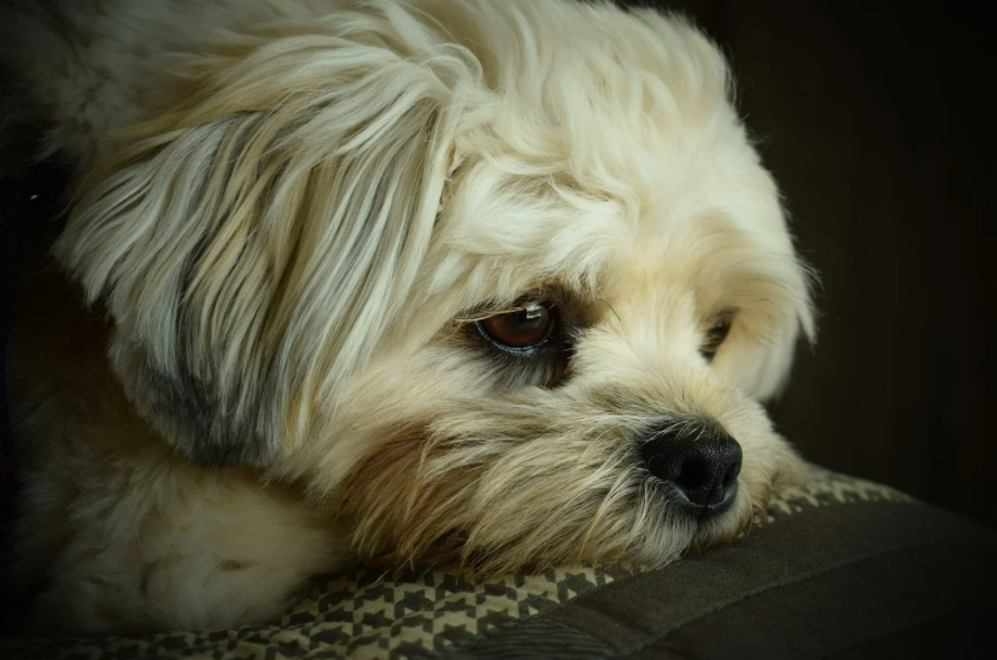 https://pixabay.com/zh/photos/dog-small-puppy-sad-resting-young-5894719/