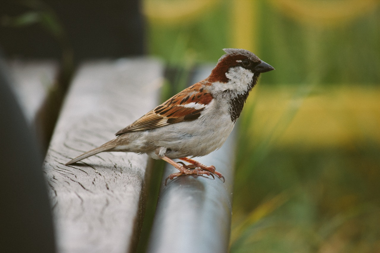 english sparrow vs house sparrow