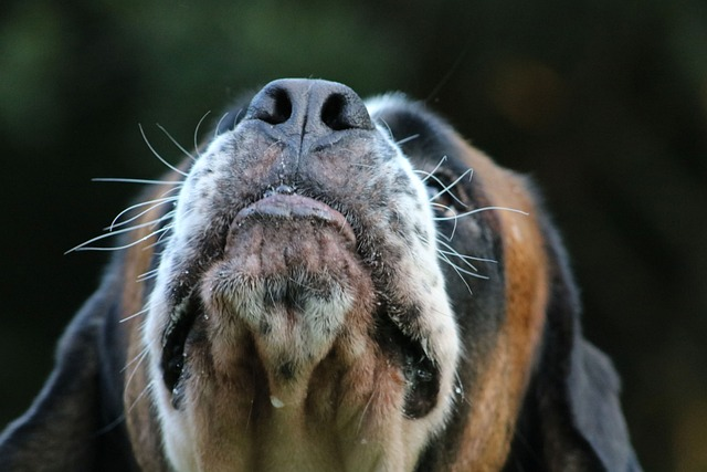 dog, snout, sniff