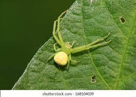 7,161 Green Crab Spider Images, Stock Photos & Vectors | Shutterstock
