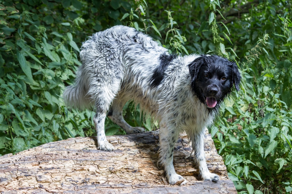 A Stabyhoun standing on a log wet from swimming