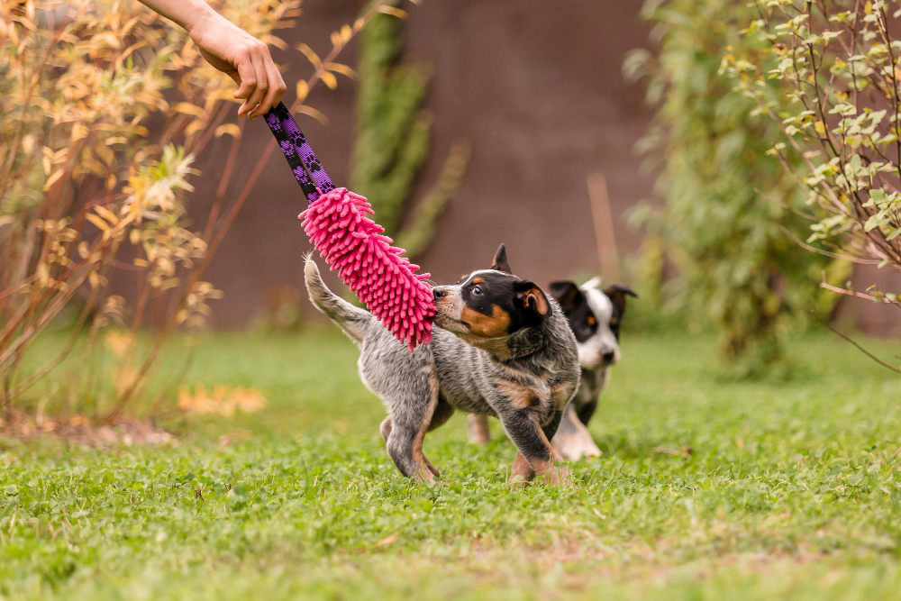 Balancing your dog's mental & physical stimulation