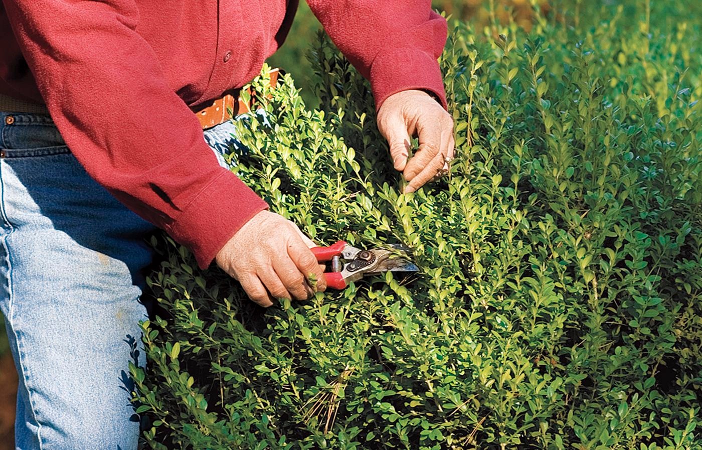 Pruning Shrubs for Beginners
