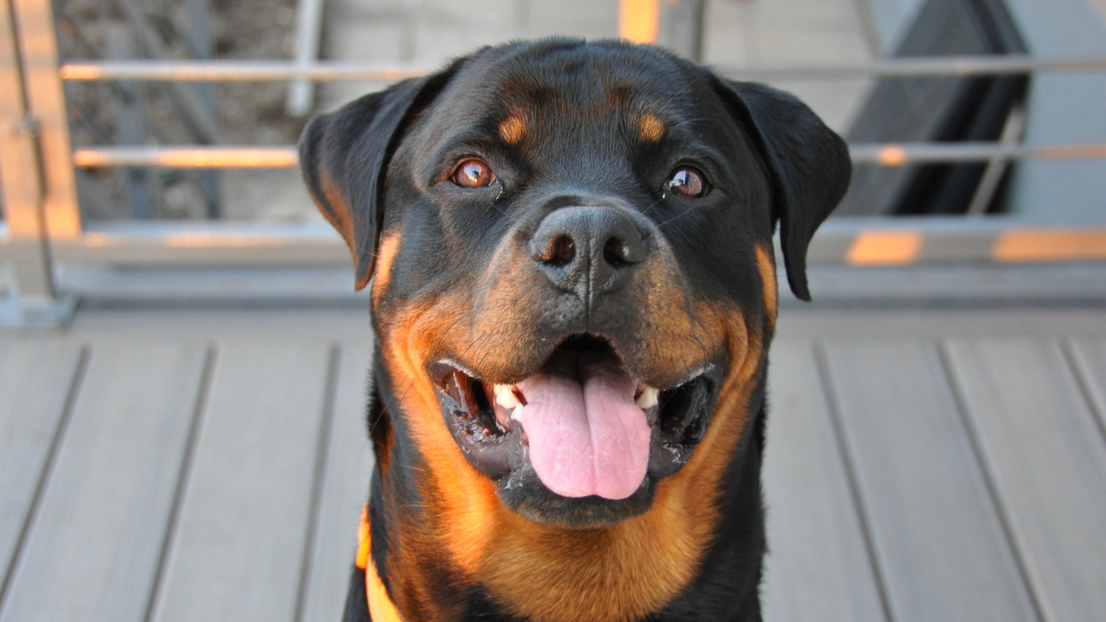 A chipper well groomed Rottweiler