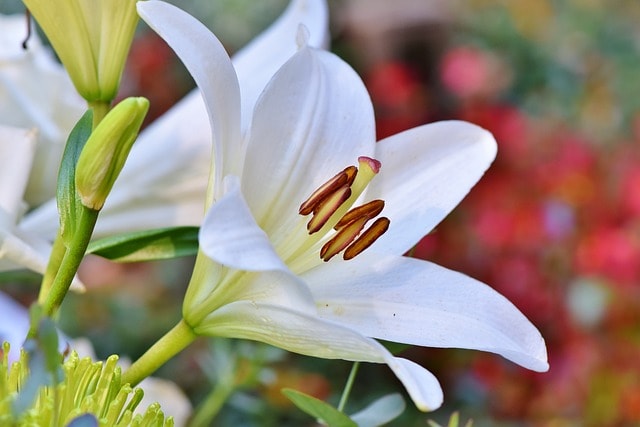 flower, lily, botany