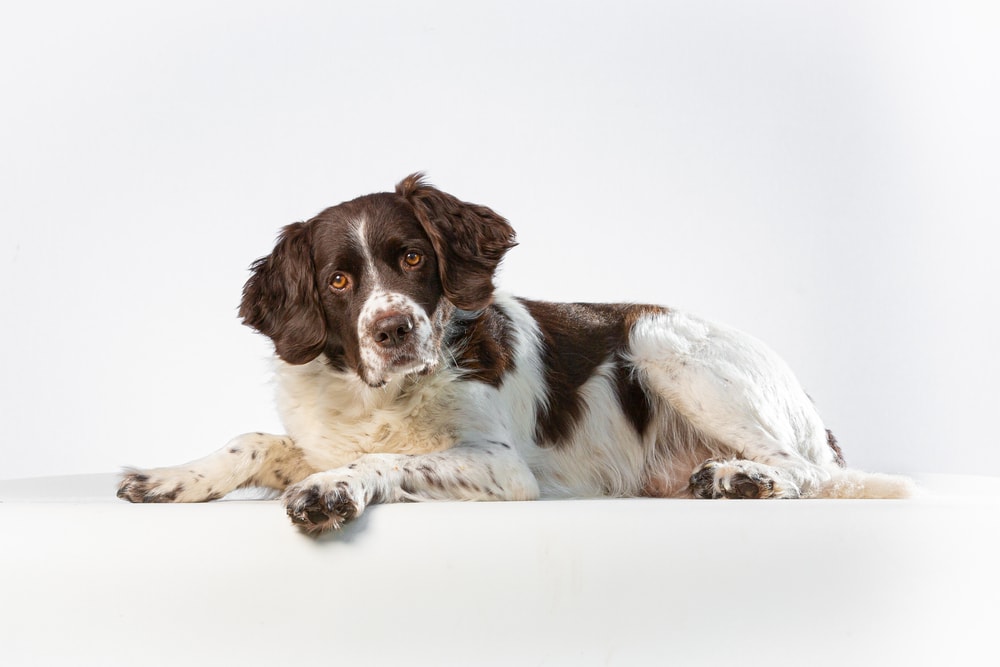 A dutch partridge dog on a white background