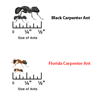 What are Carpenter Ants?