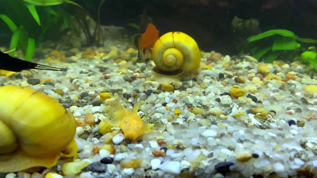 snail at the bottom of a tank