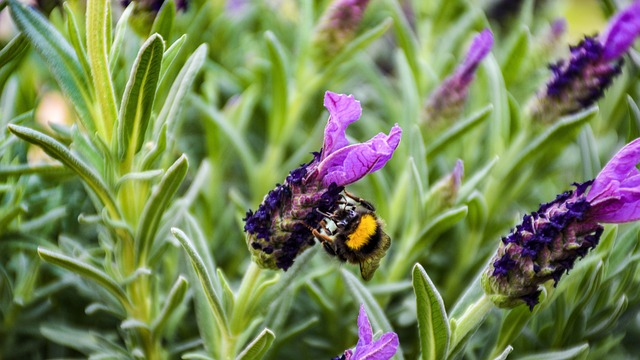 flowers, lavender, spanish