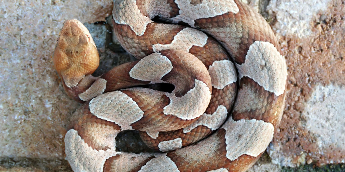 Copperhead snakes, snakes 