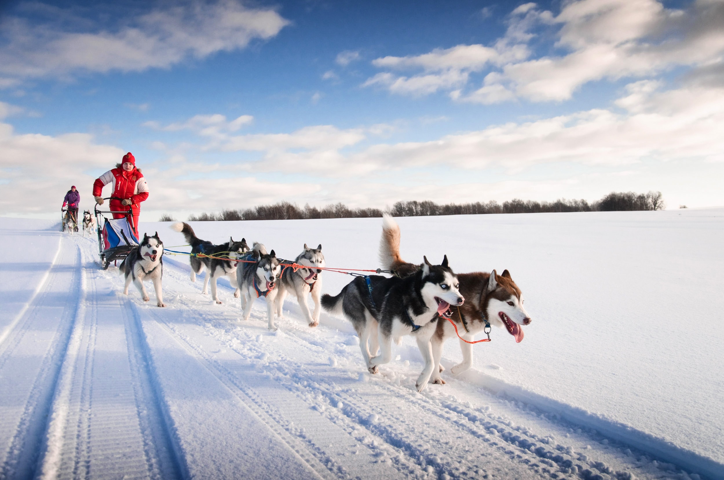A dog sled with Siberian Huskies