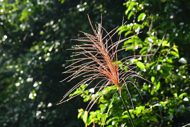 miscanthus, nature, grass, plant