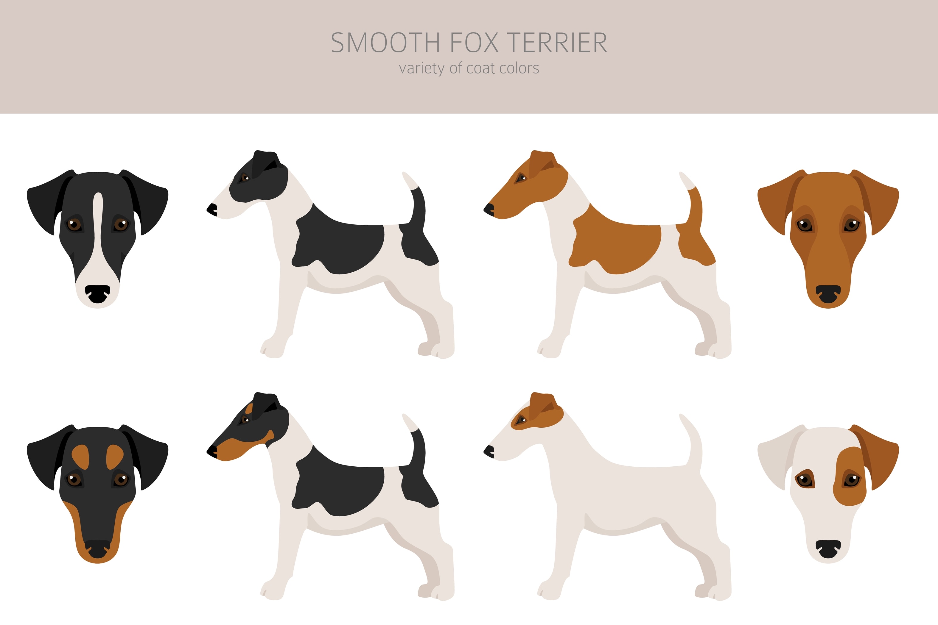 An infographic showing the coat varieties of the Smooth Fox Terrier