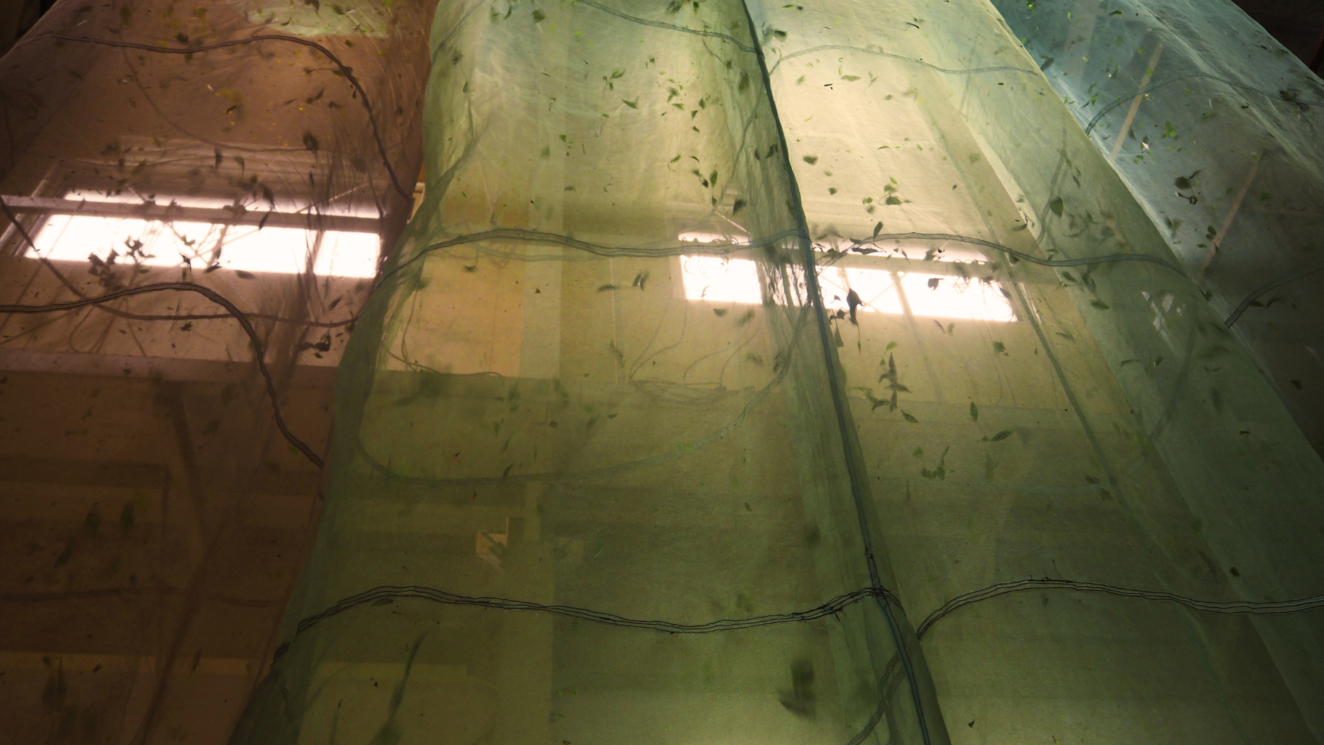 Matcha tea leaves undergo wind drying after being steamed.