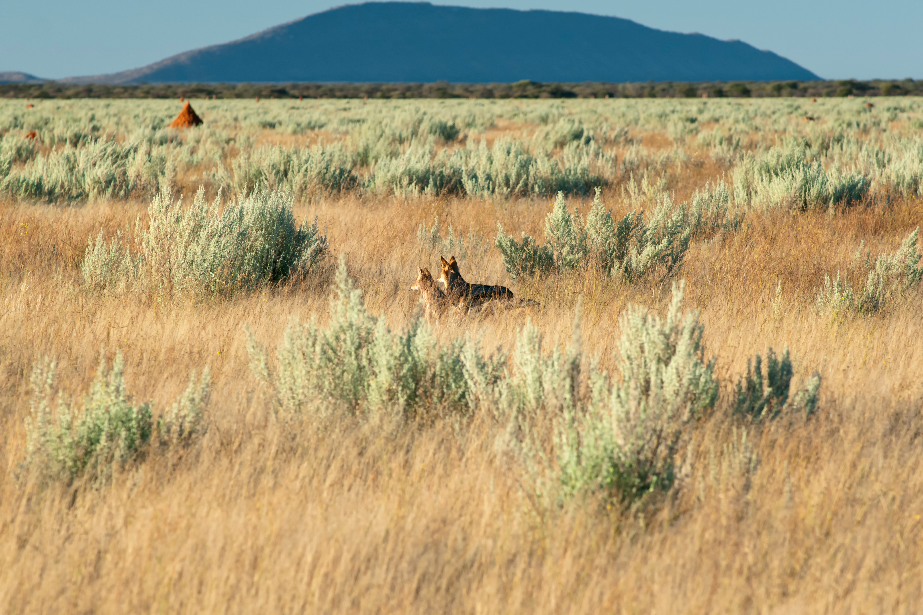 A prairie wildlife preserve landscape