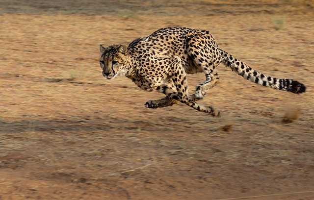 cheetah, africa, namibia, cat, run, animal, hunt, brown cat, brown running, brown run, cheetah, cheetah, pet, cheetah, cheetah, cheetah