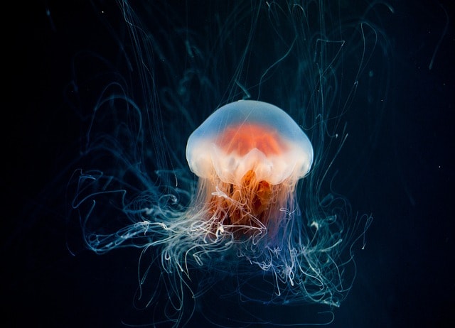 blue bottle jellyfish