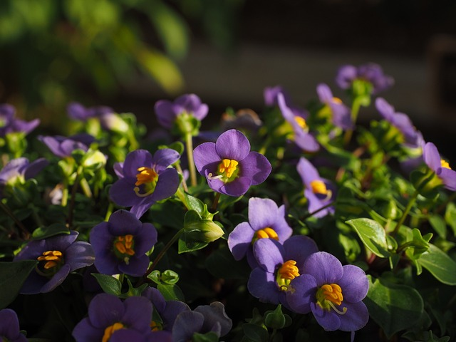 african violets, flower, blossom