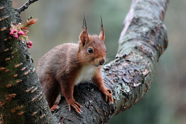 squirrel, cute, croissant