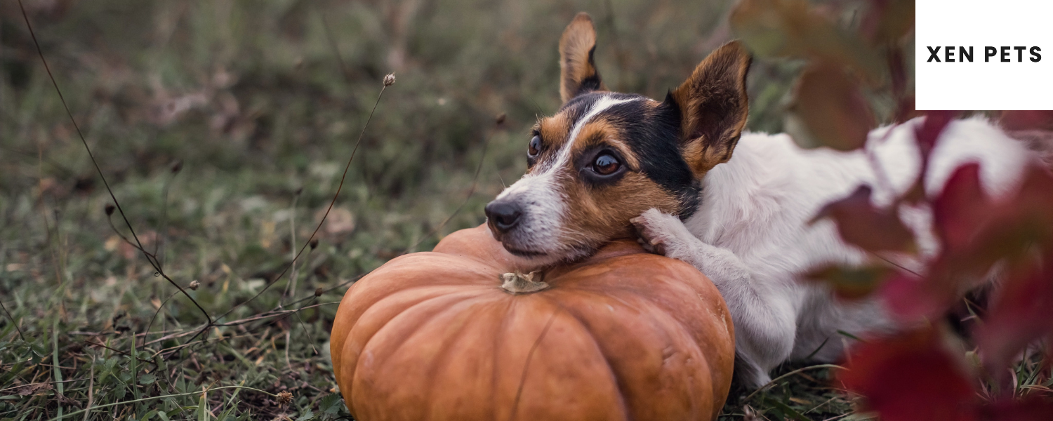 Dog with Pumpkin. Pumpkins contain magnesium