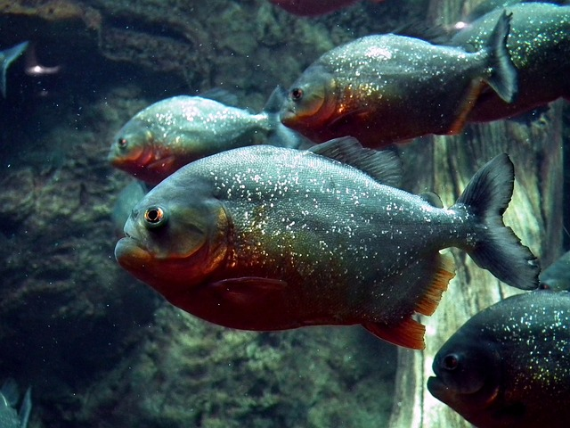 piranhas, fish, aquarium