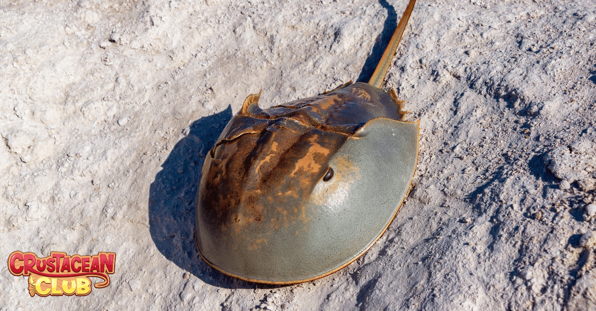 An image of a horseshoe crab 