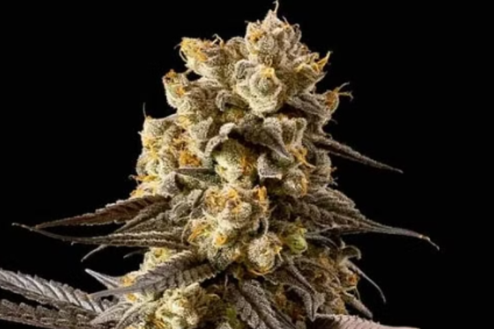 Banana Biscotti F1 by Seedsman