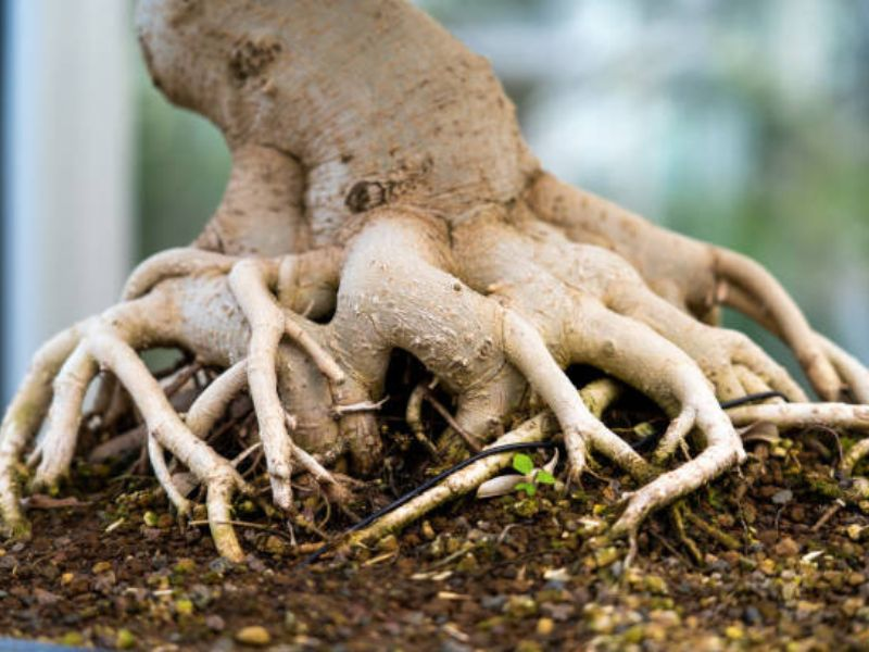The roots of a bonsai tree serve as its lifeline, extracting both nourishment and stability from the soil.