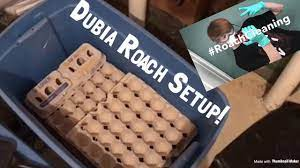 How To Setup a Dubia Roach Bin. - YouTube