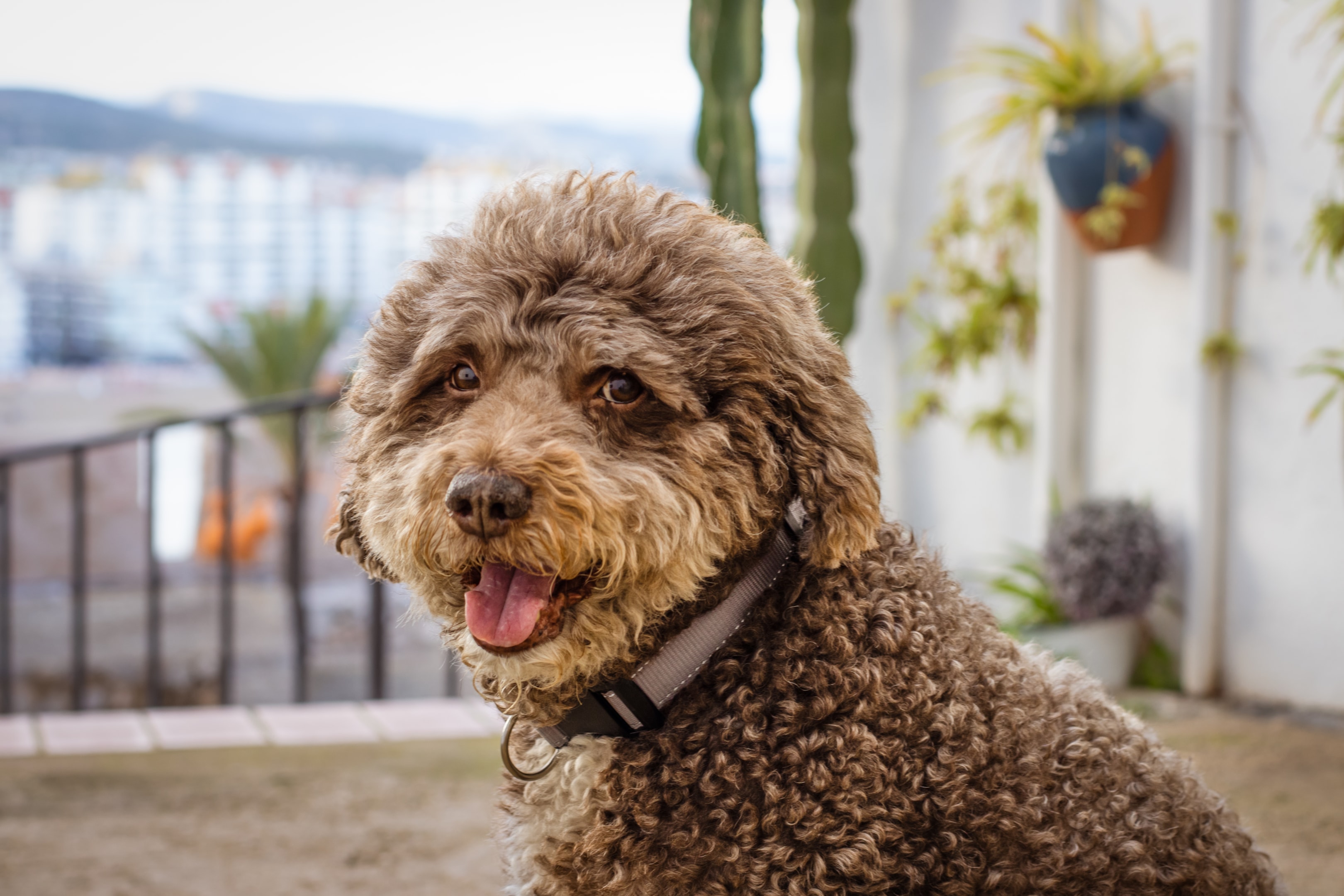 A smiling Spanish Water Dog with water in the background