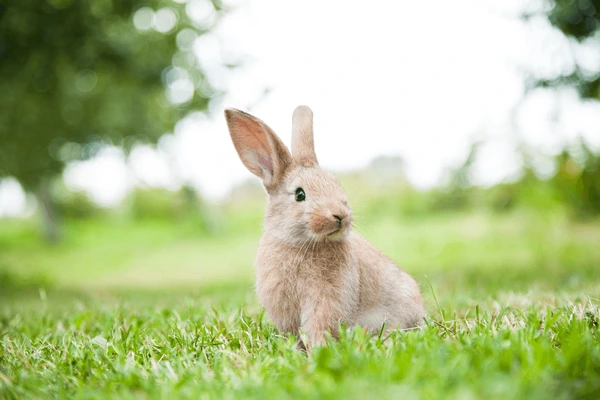 Creating a Rabbit-Friendly Garden Space